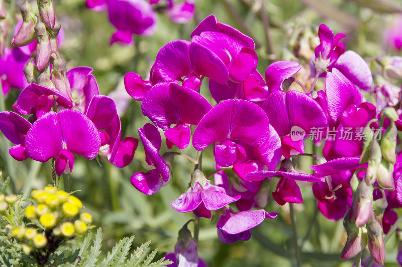 阔叶万年青豌豆(Lathyrus latifolius)